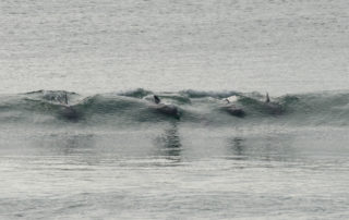 Dolphin Pod