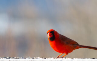 Winter Cardinal